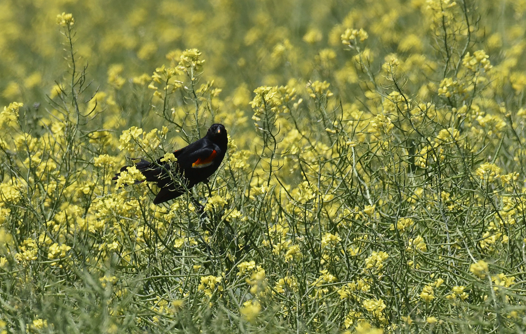 Progress Farming Canola 3 BH.jpg